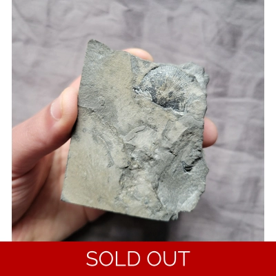 Rare Coolina Sp. Brachiopod Sea Shell Fossil Rochester Shale New York